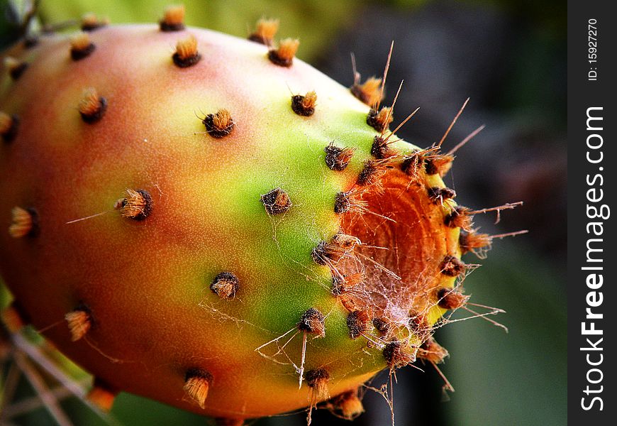 Cactus fruit ripe in sweet tasty and fragrant spiky on top and flavorful inside