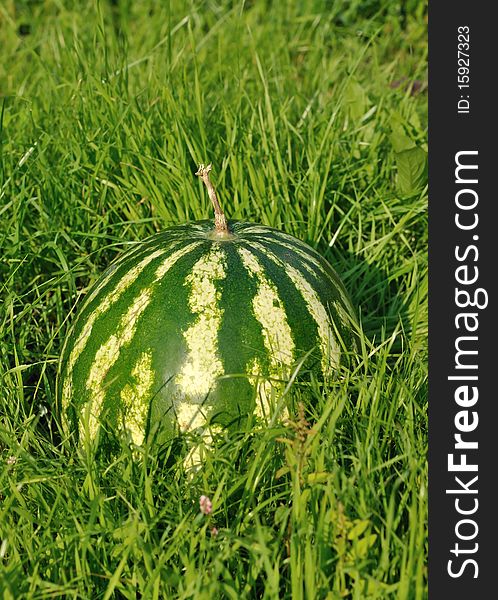 The watermelon on the grass. The watermelon on the grass