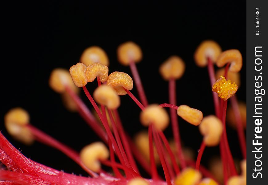 The Stamen of a floral (Shrubalthea), shot by a 4:1 macro lens. The Stamen of a floral (Shrubalthea), shot by a 4:1 macro lens.