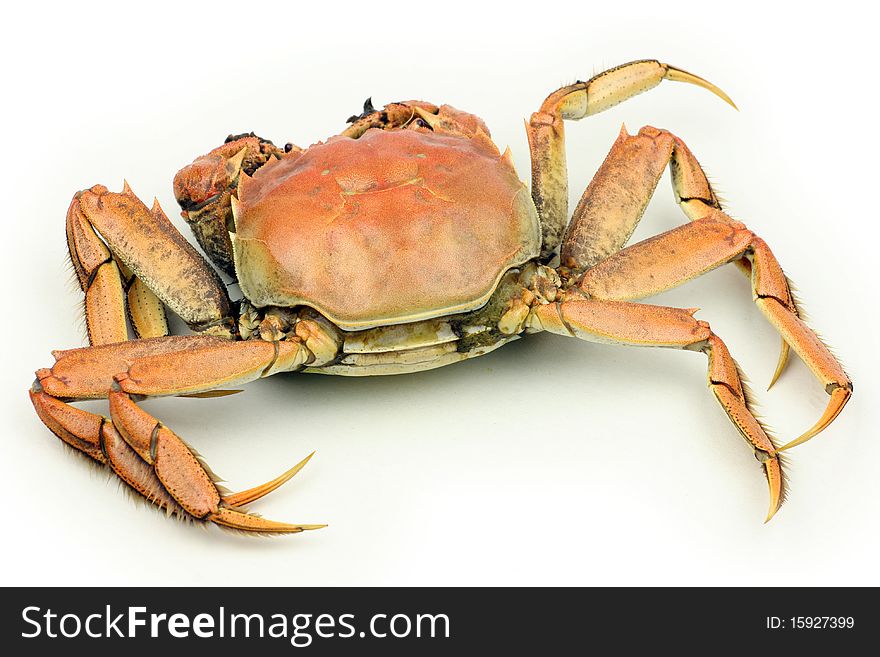 Cooked crab isolated in white background
