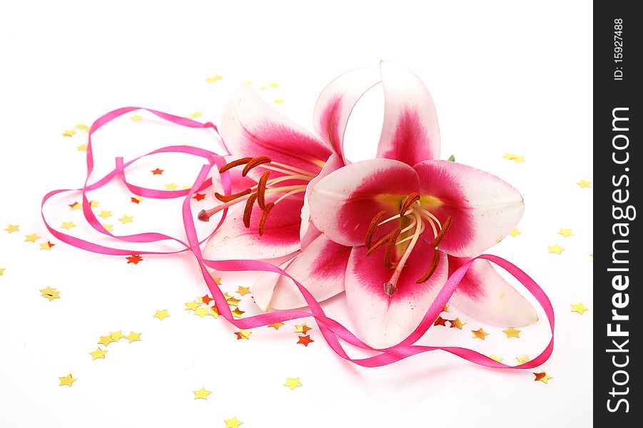 Pink lilies on a white background