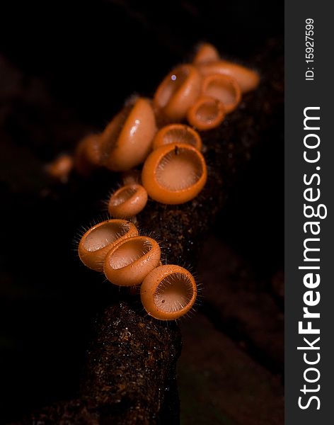 A group of Champagne mushroom