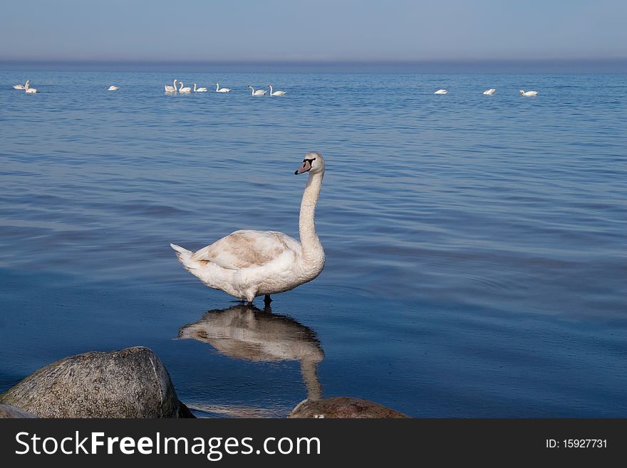 Swan lake white water animal