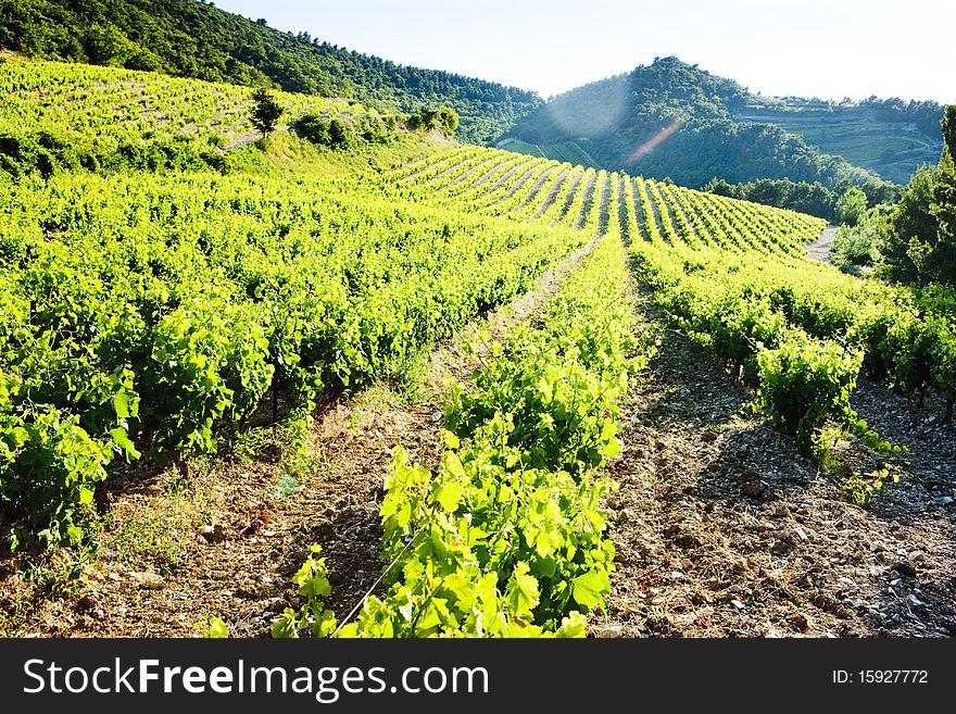 Vineyards near Gigondas, Provence, France. Vineyards near Gigondas, Provence, France