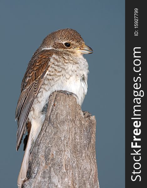 Red backed Shrike against the blue sky / Lanius collurio. Red backed Shrike against the blue sky / Lanius collurio