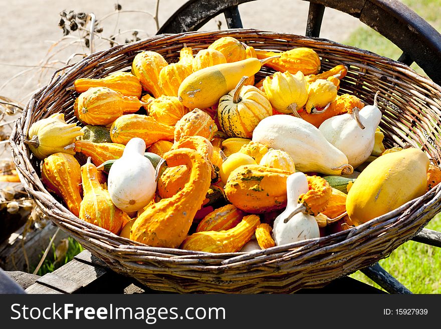 Still life of pumpkins in basket