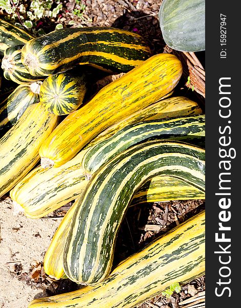 Still life of green and yellow pumpkins