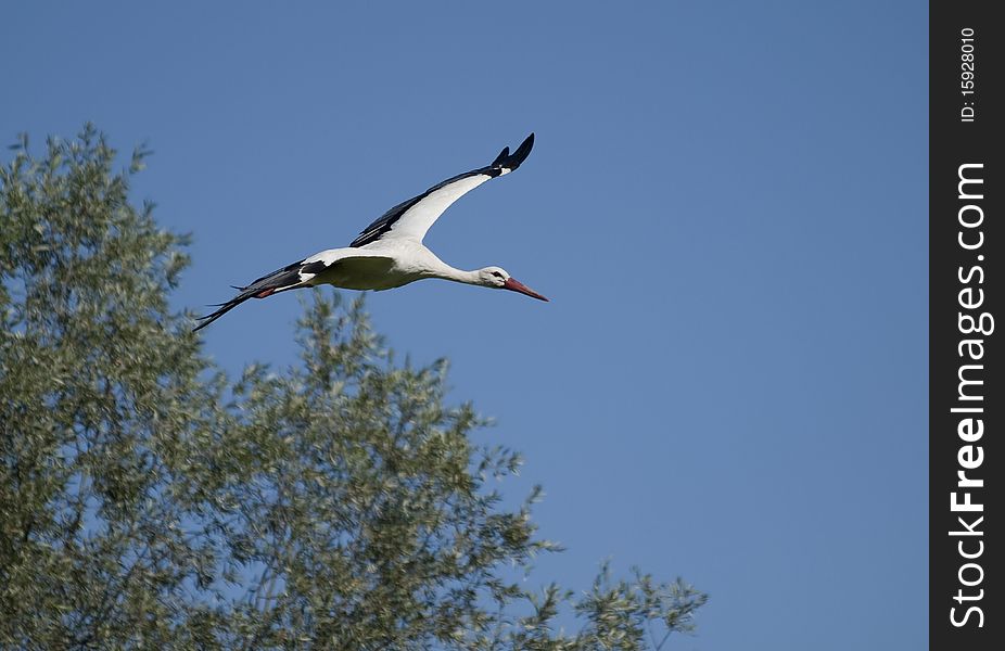 Stork in flight above the trees of the north Italia. Stork in flight above the trees of the north Italia