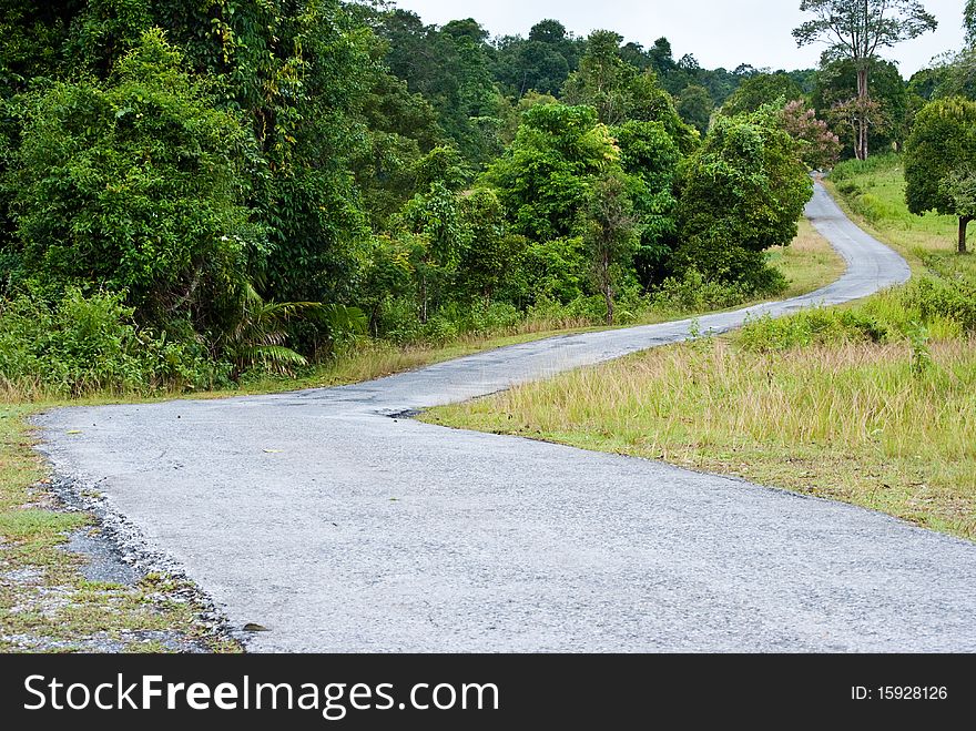 Its a long  road with green of tree