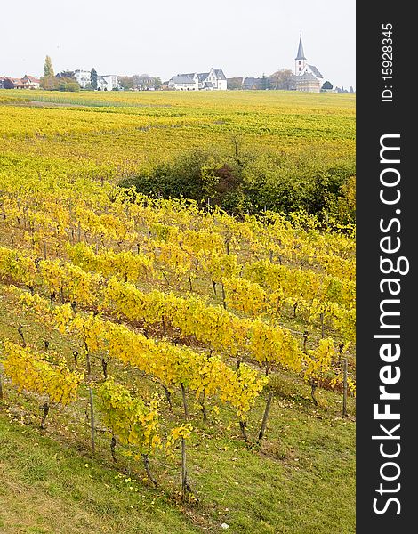 Village of Hochheim with autumnal vineyard, Rheingau, Germany