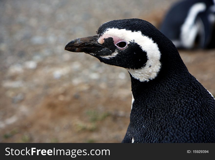 Magellan penguins pair on an island in Chile. Magellan penguins pair on an island in Chile