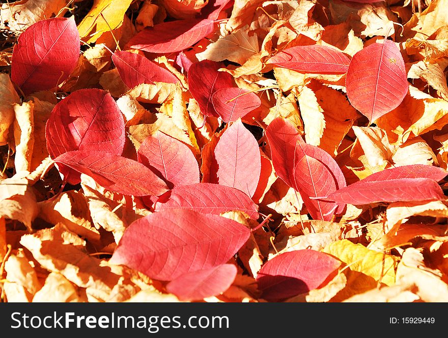 Abstract autumn leaf background for multiple uses. Abstract autumn leaf background for multiple uses