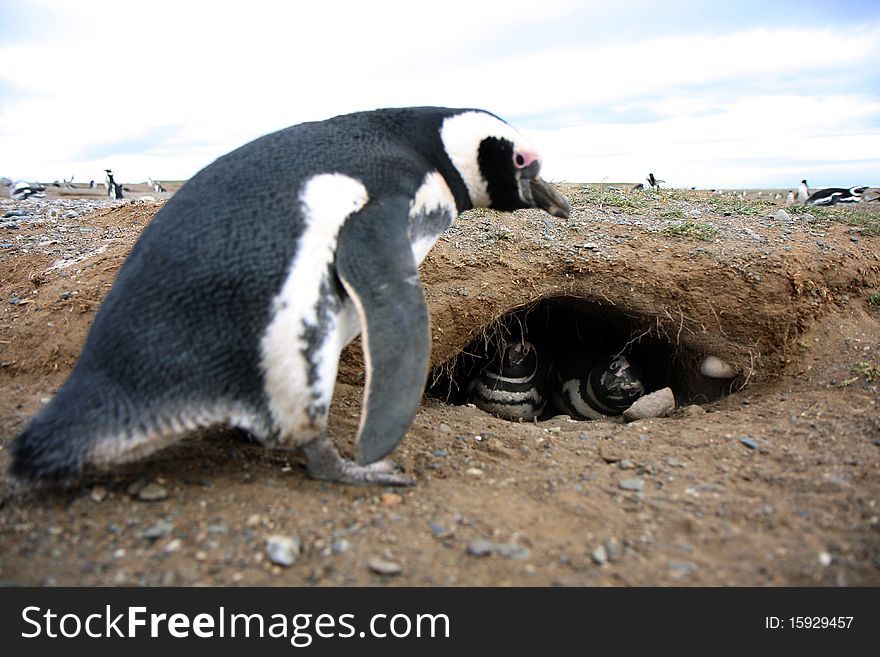 Magellan penguins pair on an island in Chile. Magellan penguins pair on an island in Chile