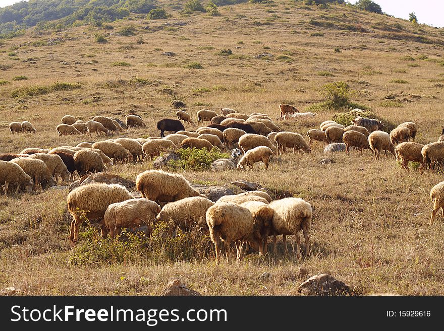 Herd of sheeps is grazing in the slope of mountaim, some trees in the distance. Herd of sheeps is grazing in the slope of mountaim, some trees in the distance