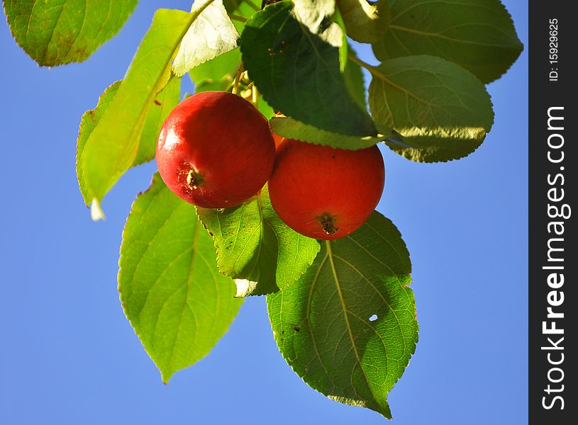 Branch with red apples with blue sky