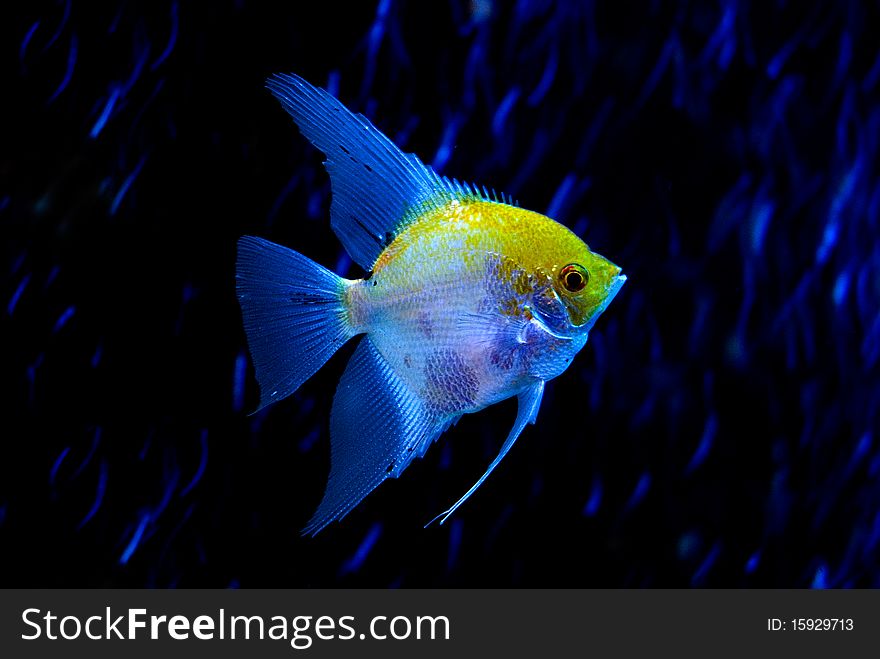 The yellow-blue fish is photographed close-up
(Pterophyllum scalare)
