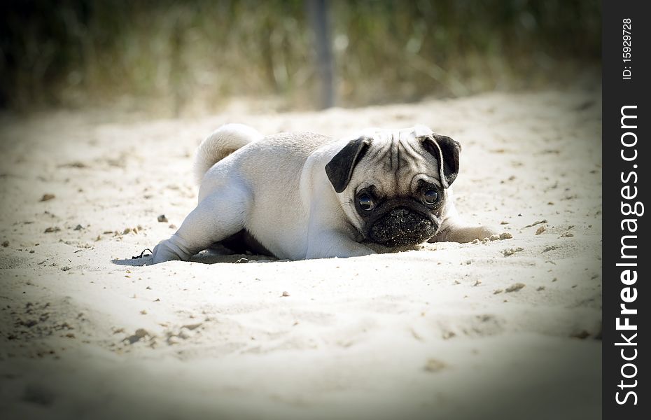 Wonderful expression of a 4 month old pug puppy. Wonderful expression of a 4 month old pug puppy