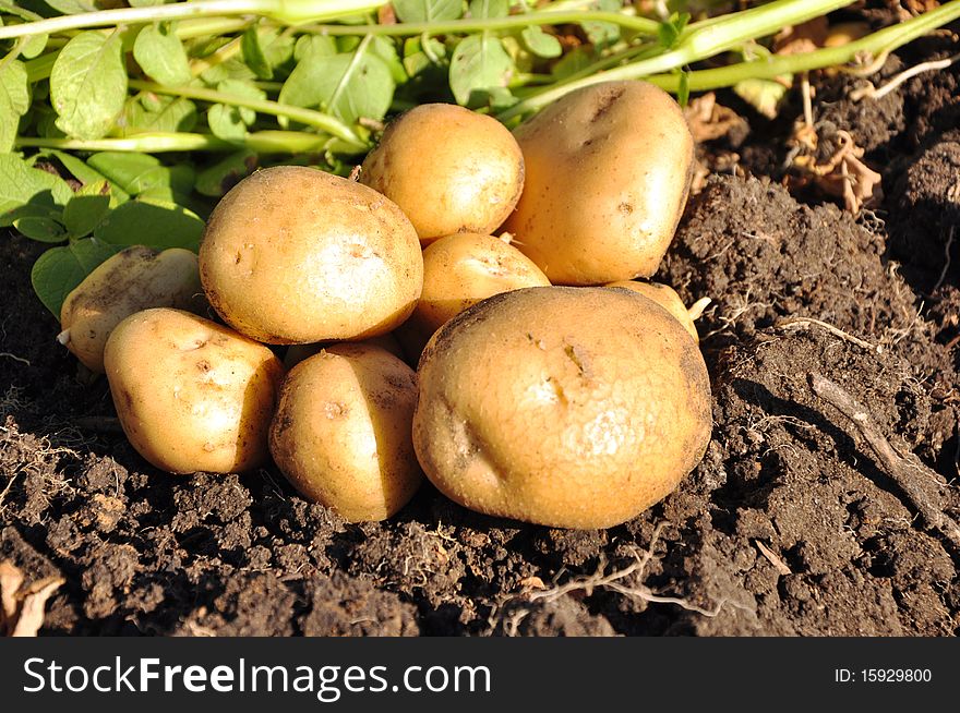 Freshly potatoes lying on the damp ground