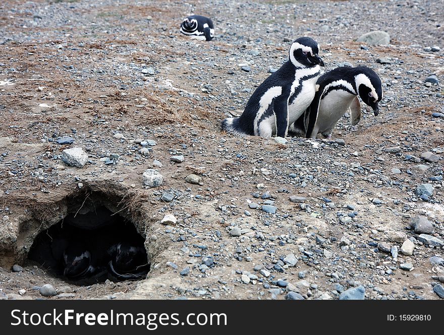 Magellan penguins pair on an island in Chile. Magellan penguins pair on an island in Chile