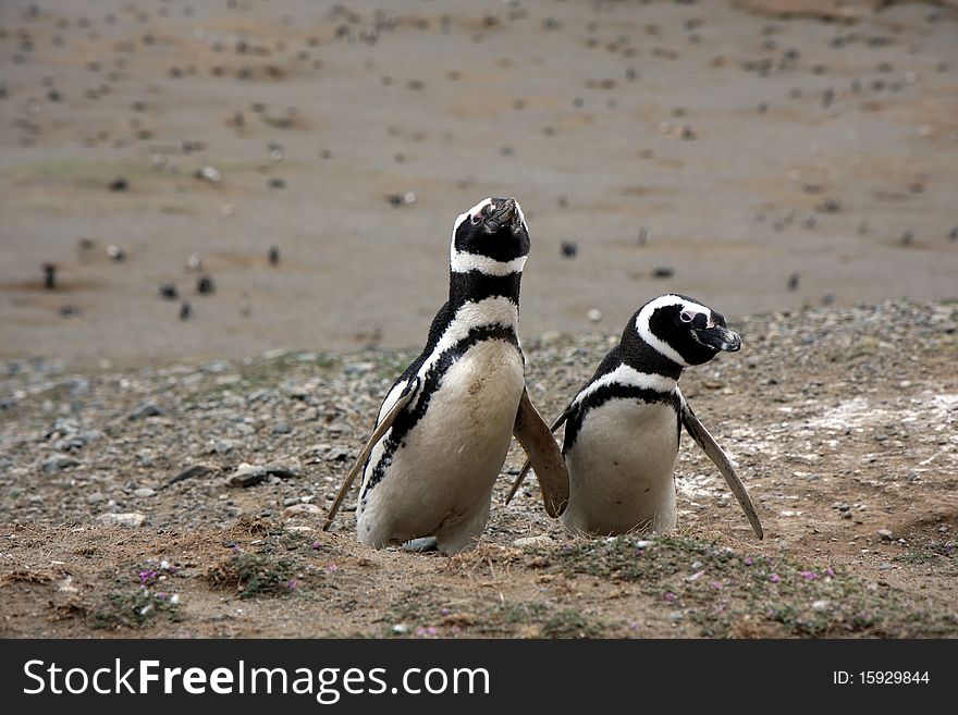 Magellan penguins pair on an island in Chile. Magellan penguins pair on an island in Chile