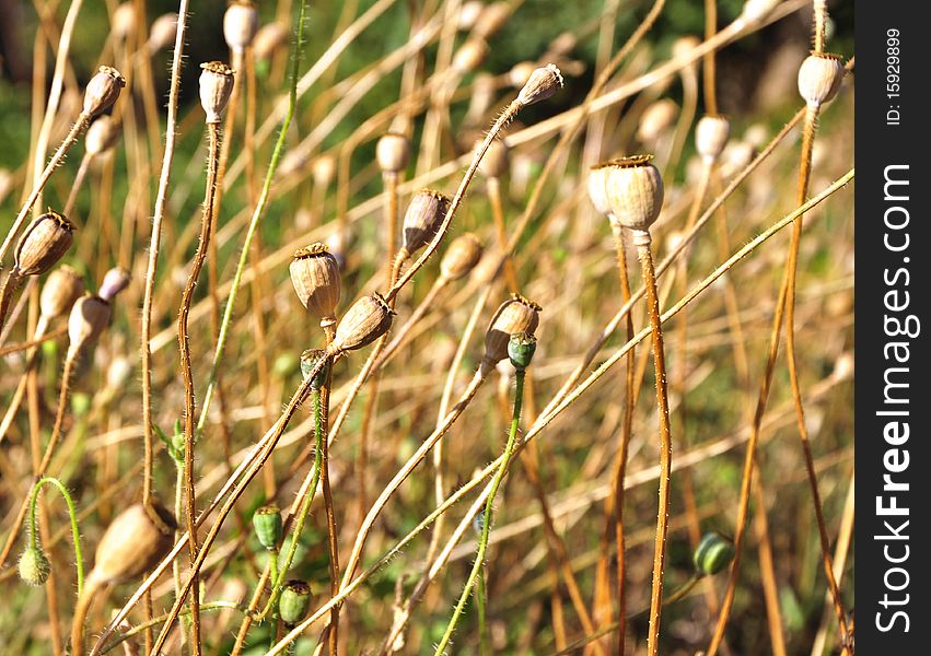 Cultivated Poppy Field