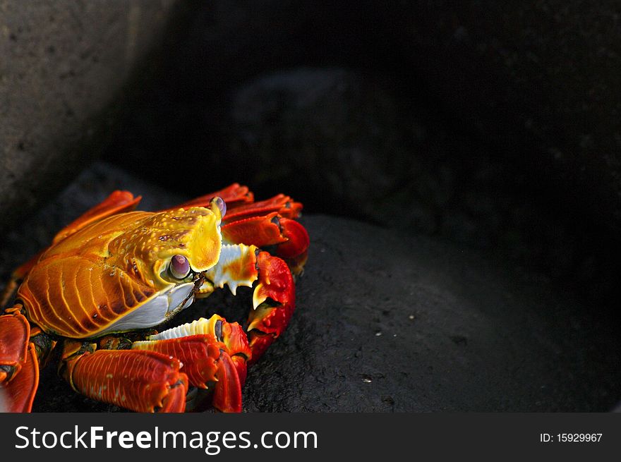 A multicolor crab in a dark background