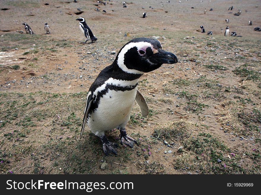 Magellan penguins pair on an island in Chile. Magellan penguins pair on an island in Chile