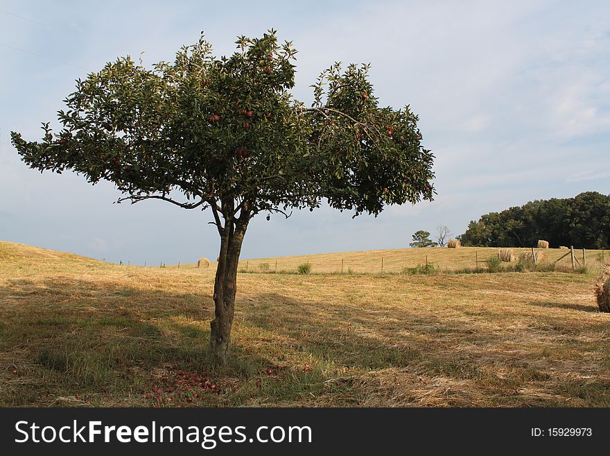 Crab apple tress has rotting fruit beneath it.  It stands in the middle of a hayfield with bales laying in the sun. Crab apple tress has rotting fruit beneath it.  It stands in the middle of a hayfield with bales laying in the sun.