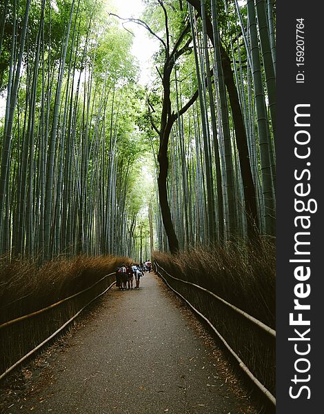 A vertical shot of a path going through tall trees in a park with people standing