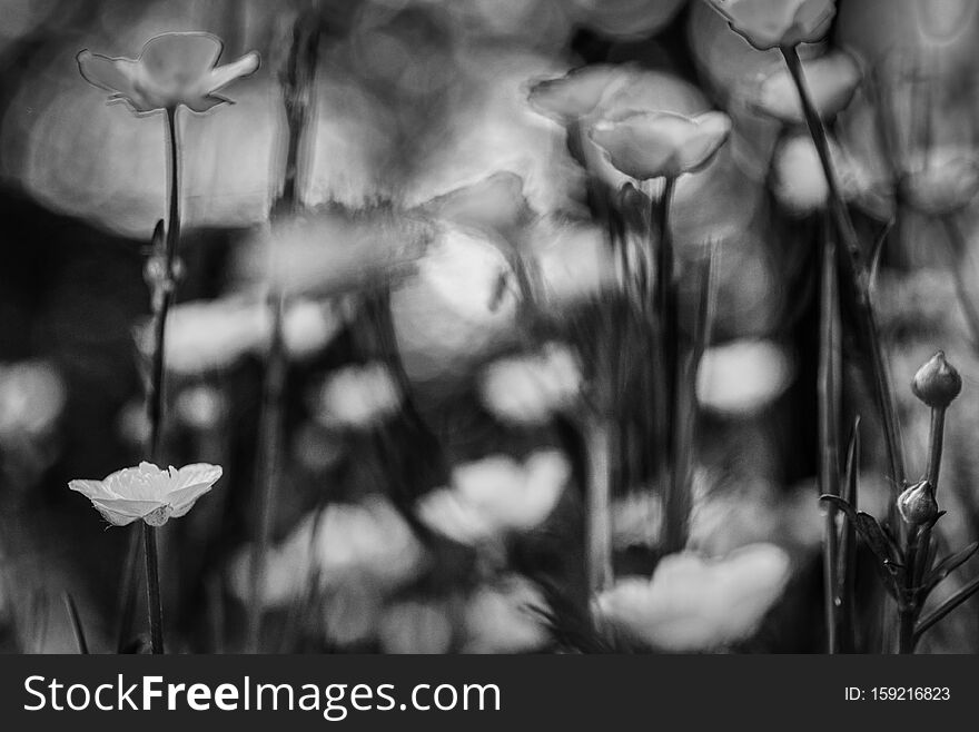 Grayscale shot of beautiful flowers in a blur