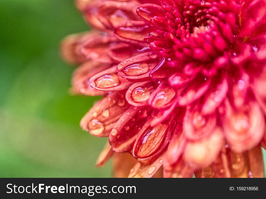 Selective focus closeup shot of a beautiful Dahlia flower growing in a field