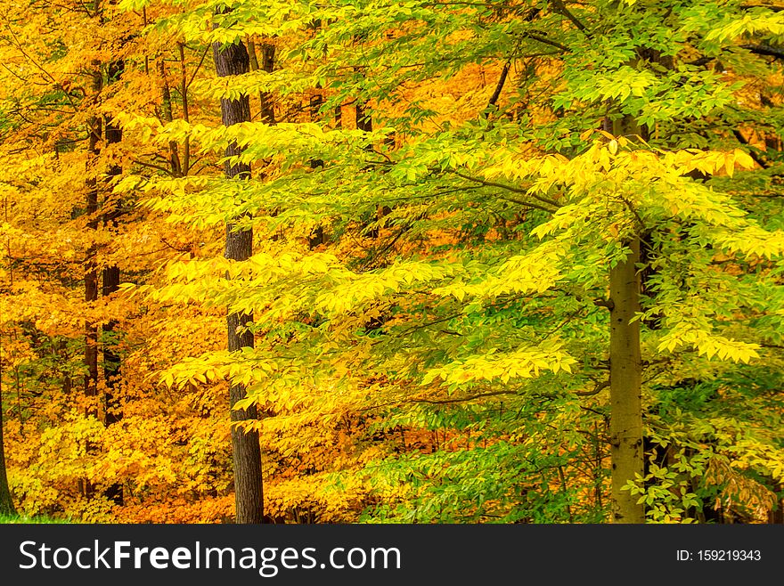 Beautiful vibrant colored trees during Autumn in the park