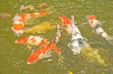 Gold Fish Pond: Abstract Background. Royalty Free Stock Image