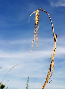 A Stalk Of Wheat Isolated Against A Blue Sky Stock Image A Stalk Of Wheat Isolated Against A Blue Sky Stock Image
