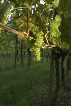 Vineyard Weil Am Rhein Germany At Sunset Royalty Free Stock Photos Vineyard Weil Am Rhein Germany At Sunset Royalty Free Stock Photos