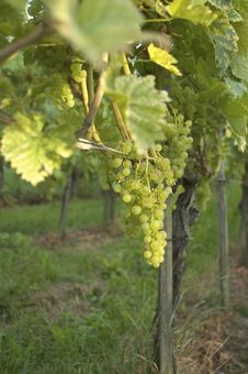 Vineyard Weil Am Rhein Germany At Sunset Stock Photos Vineyard Weil Am Rhein Germany At Sunset Stock Photos