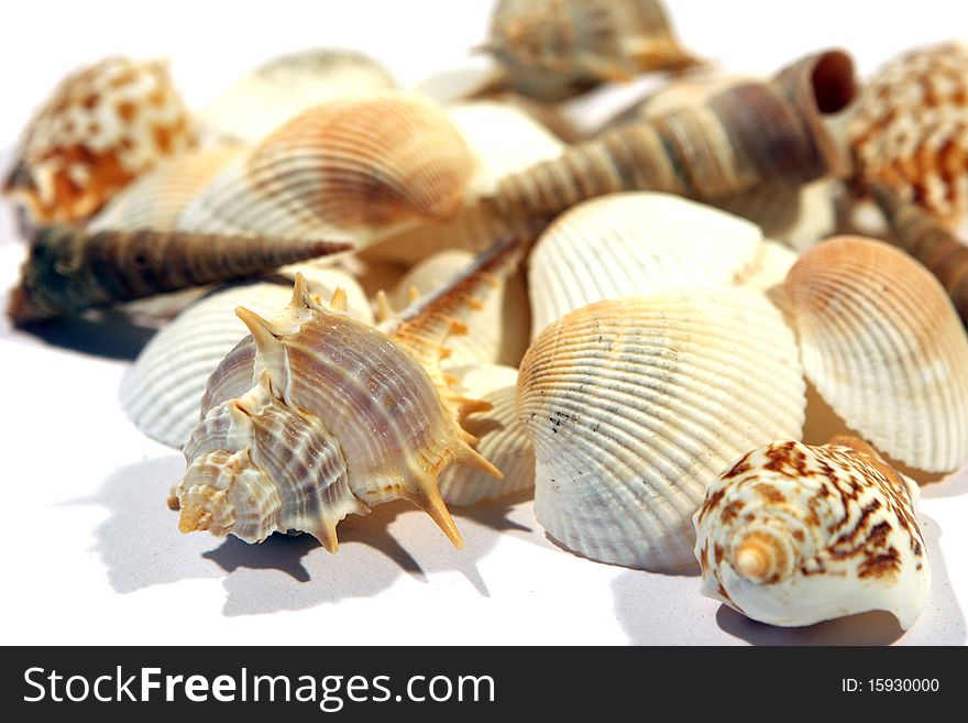 A mixed group of colorful Sea Shells isolated on a white background. A mixed group of colorful Sea Shells isolated on a white background