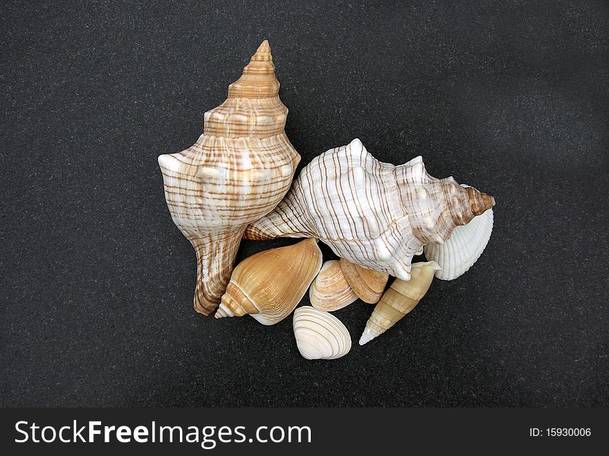 Mixed Sea Shells isolated on a black sand background. Mixed Sea Shells isolated on a black sand background