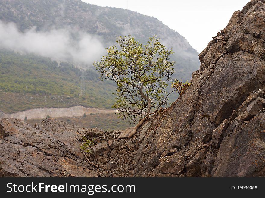 The tree, that grow from stones, on the brink of canyon of river Vorotan, Armenia. The tree, that grow from stones, on the brink of canyon of river Vorotan, Armenia