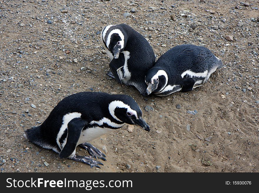 Magellan Penguins On An Island