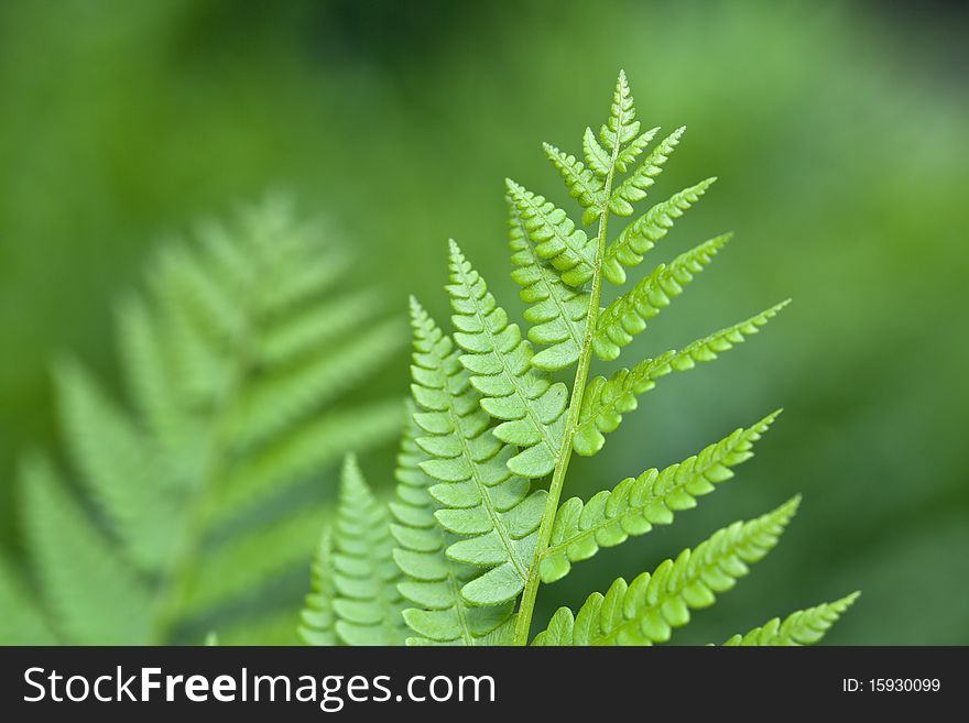 Pteridophyte fern in close up in Shakespear's garden, Central Park