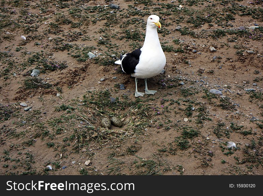 Seagull with eggs on the ground