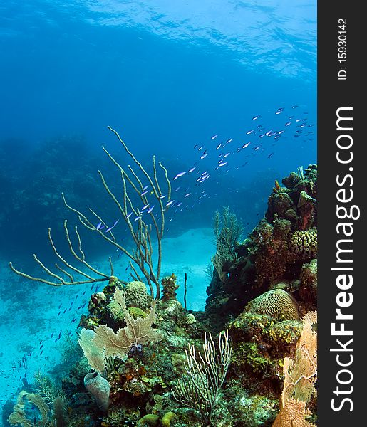 Underwater coral reef off the coast of Roatan Honduras Jackson hole