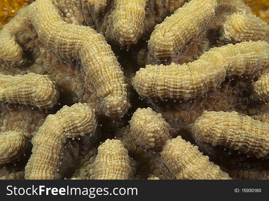 Close up photo of Brain coral on coral reef. Close up photo of Brain coral on coral reef