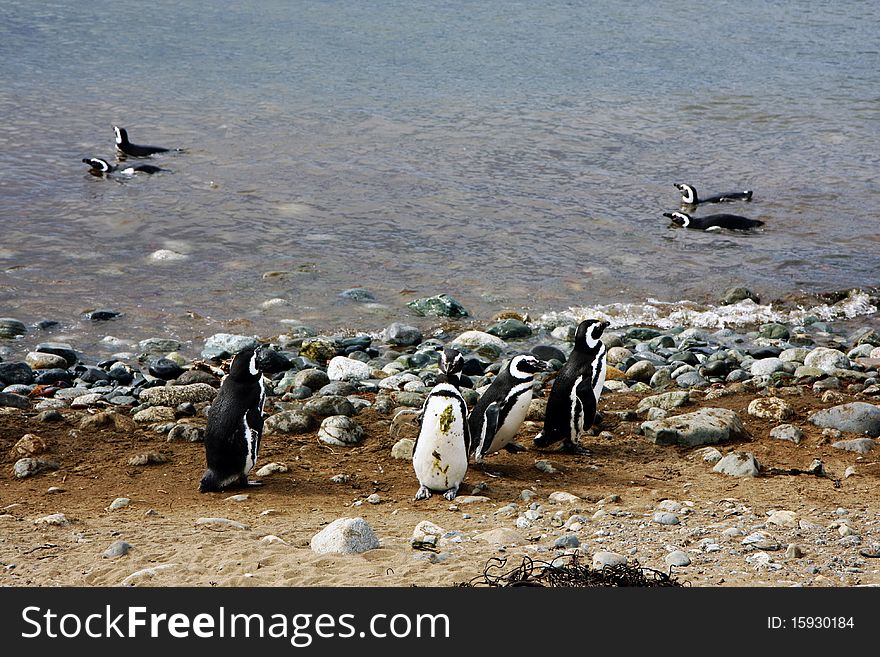 Magellan penguins in pairs and families on an island in Chile. Magellan penguins in pairs and families on an island in Chile