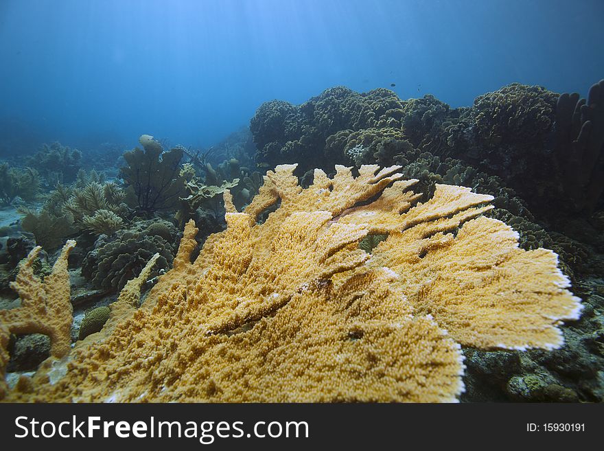 Elkhorn coral in pristine condition underwater off Rotan Honduras