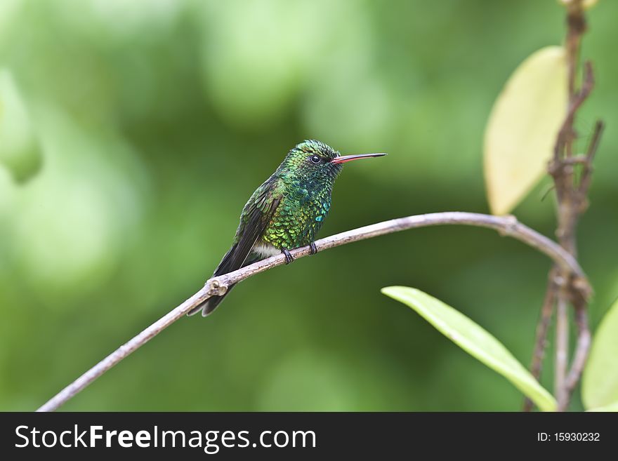 Canivet's Emerald (Chlorostilbon canivetii), male hummingbird resting between feedings in Roatan Honduras