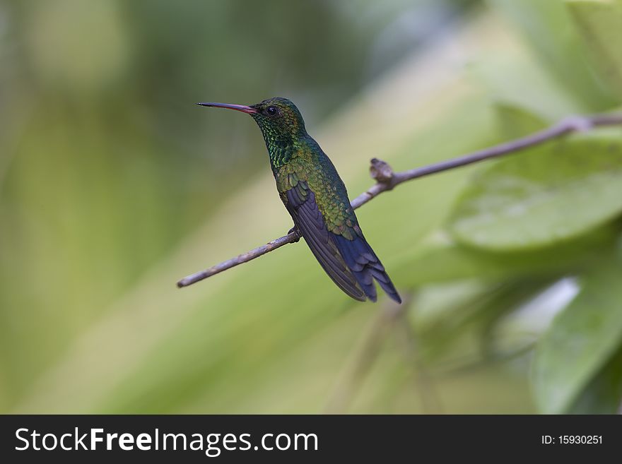 Green-breasted Mango (Anthracothorax Prevostii)