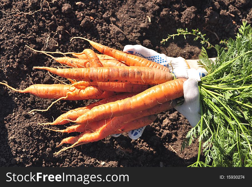 Close up of the fresh young carrot on hands