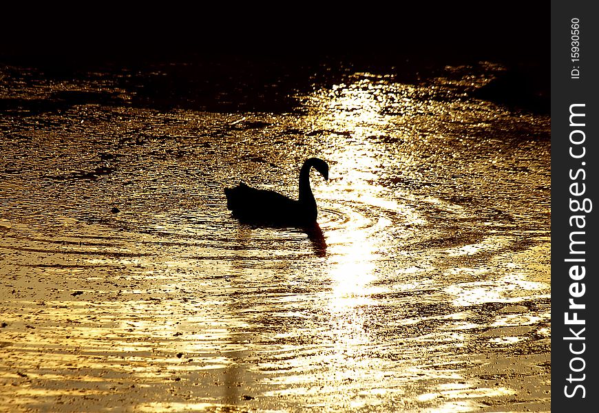 Black silhouette of swan on golden water. Black silhouette of swan on golden water.